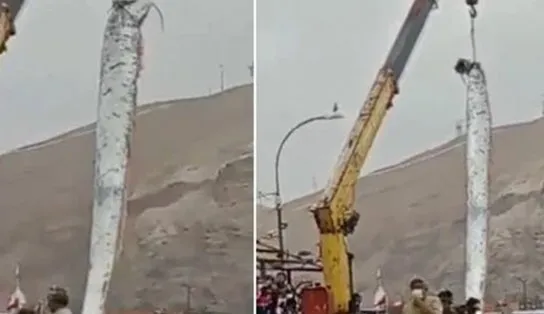 VÍDEO: peixe gigante é pescado no extremo-norte do Chile e impressiona moradores; entenda 