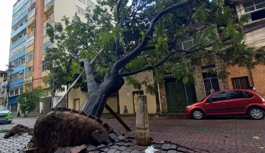 Árvore cai no bairro Dois de Julho atingindo fiação do bairro e apartamento