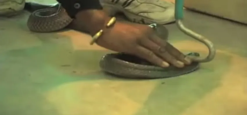 Cobra mata tigre branco raro em zoológico na Índia