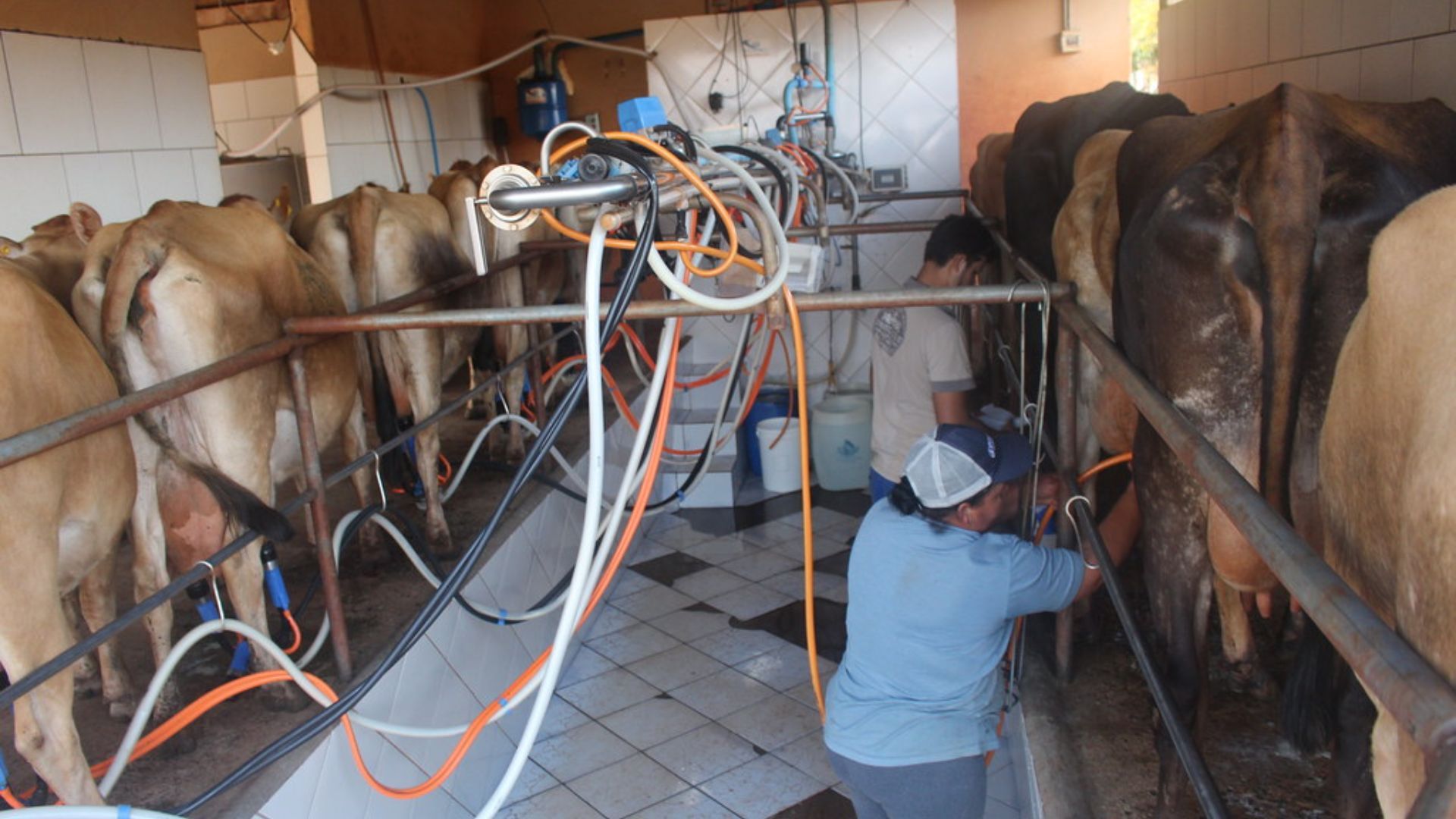 Produção de leite | Foto: Wellington Lenon/MST