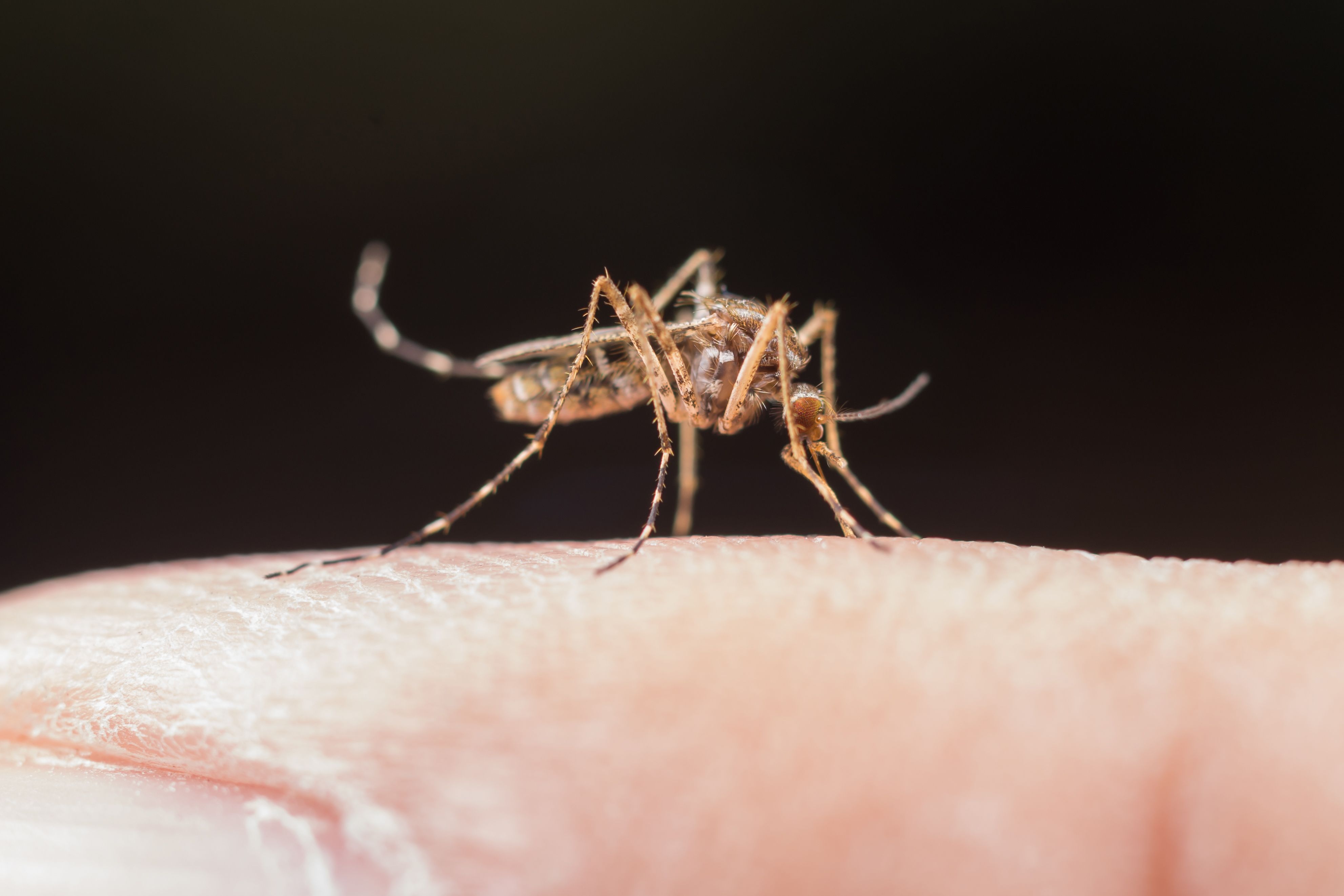 Estudo mostra que mosquito da dengue pode 