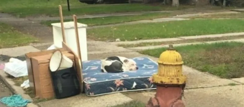 ‘PARA SEMPRE AO SEU LADO’: Pitbull abandonado espera retorno da família por um mês