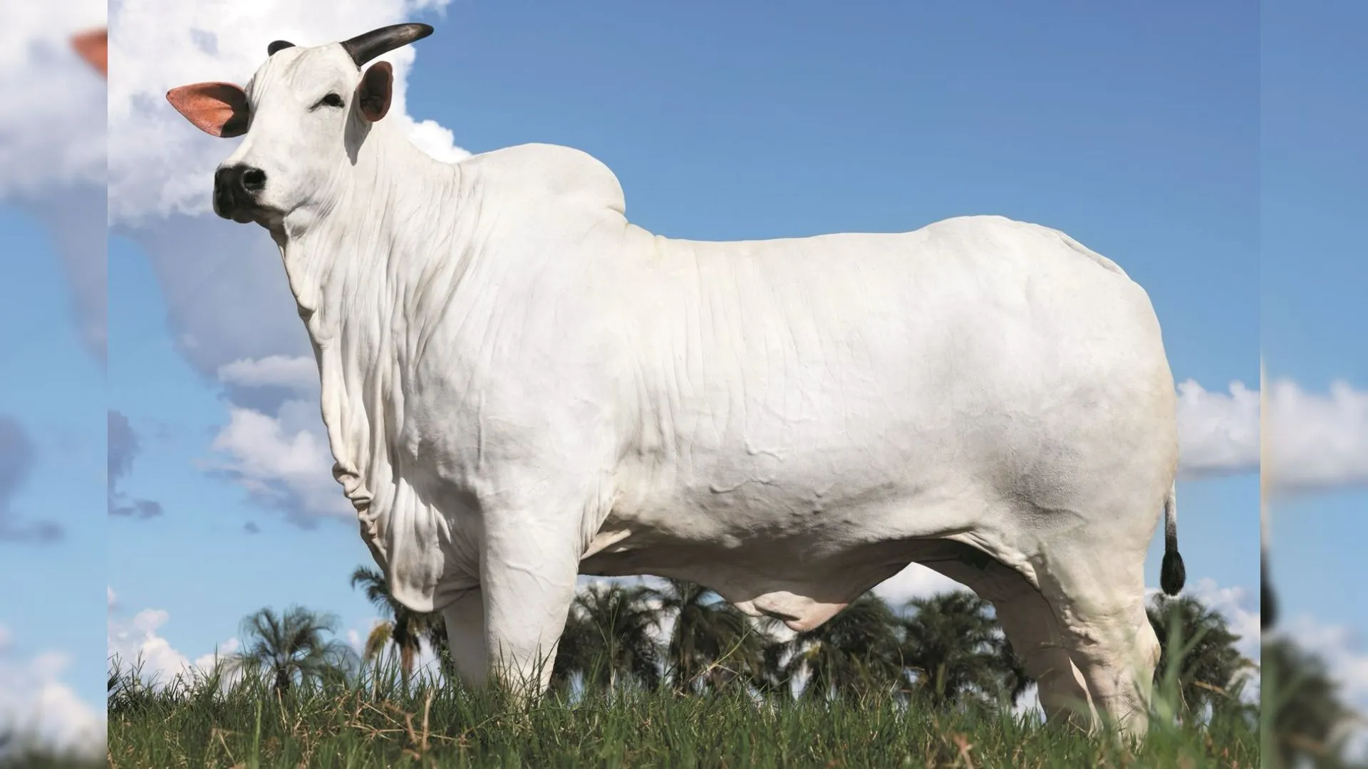 Donna, a vaca de R$ 54 milhões