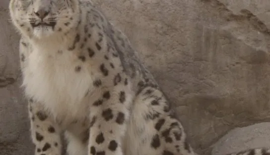 Três leopardos-das-neves morrem após contraírem Covid em zoológico nos Estados Unidos	