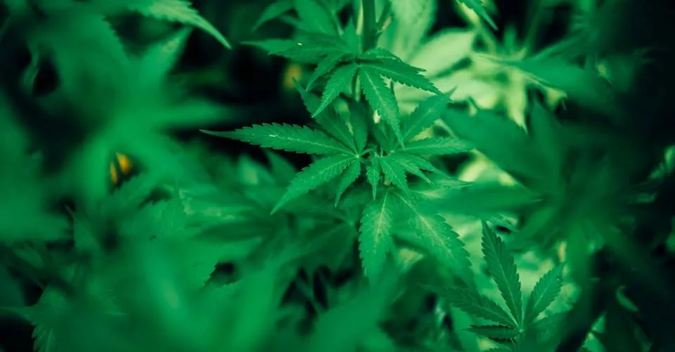 Após denúncia anônima, polícia desativa laboratório de maconha em Camaçari
