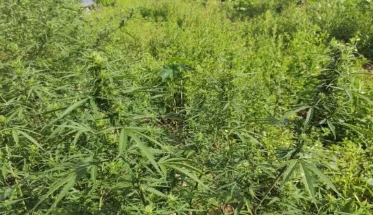 Pés de maconha em chamas; nova plantação da droga é erradica e as queimas na Bahia já ultrapassam os 150 mil pés erradicados