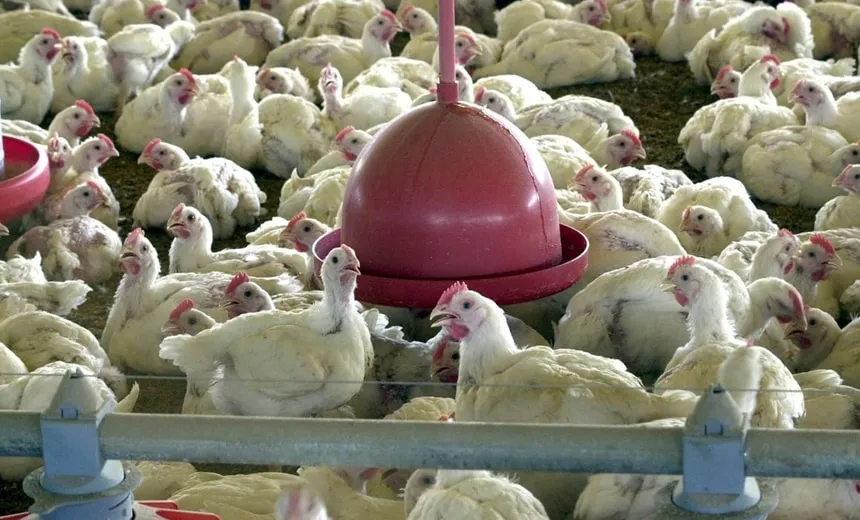 BRF recolhe carne de frango por risco de contaminação por salmonella