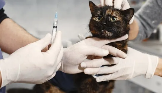 Ei, pai de pet! animais terão Dia D de vacinação antirrábica neste sábado em Salvador
