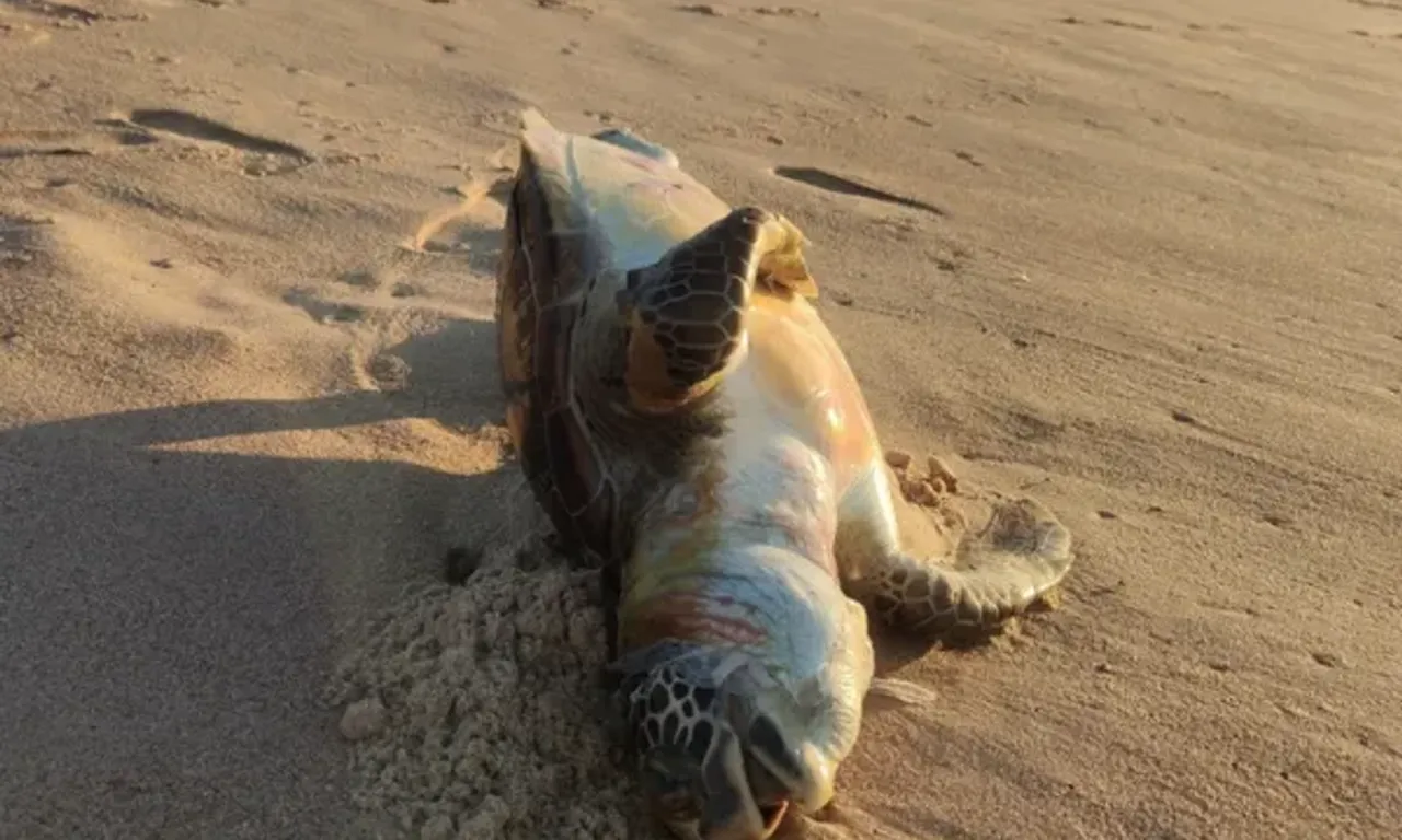 Tartaruga &eacute; encontrada morta um dia ap&oacute;s &oacute;bito de golfinho em praia de Salvador
