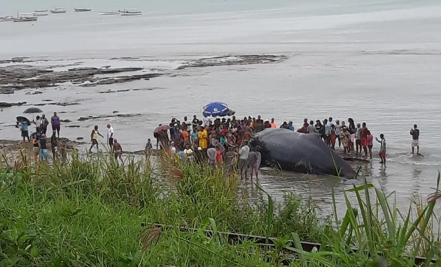 Em menos de 24 horas, mais uma baleia jubarte encalha em praia do Subúrbio de Salvador