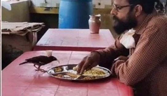 'Meu e seu': sem cerimônia, pássaro pousa em mesa e se serve da comida de um homem em restaurante; veja vídeo