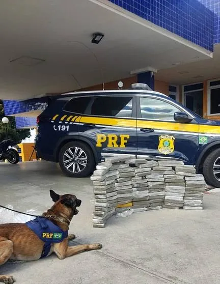 Pior inimigo do crime: cão farejador encontra 89 kg de maconha em ônibus de viagem