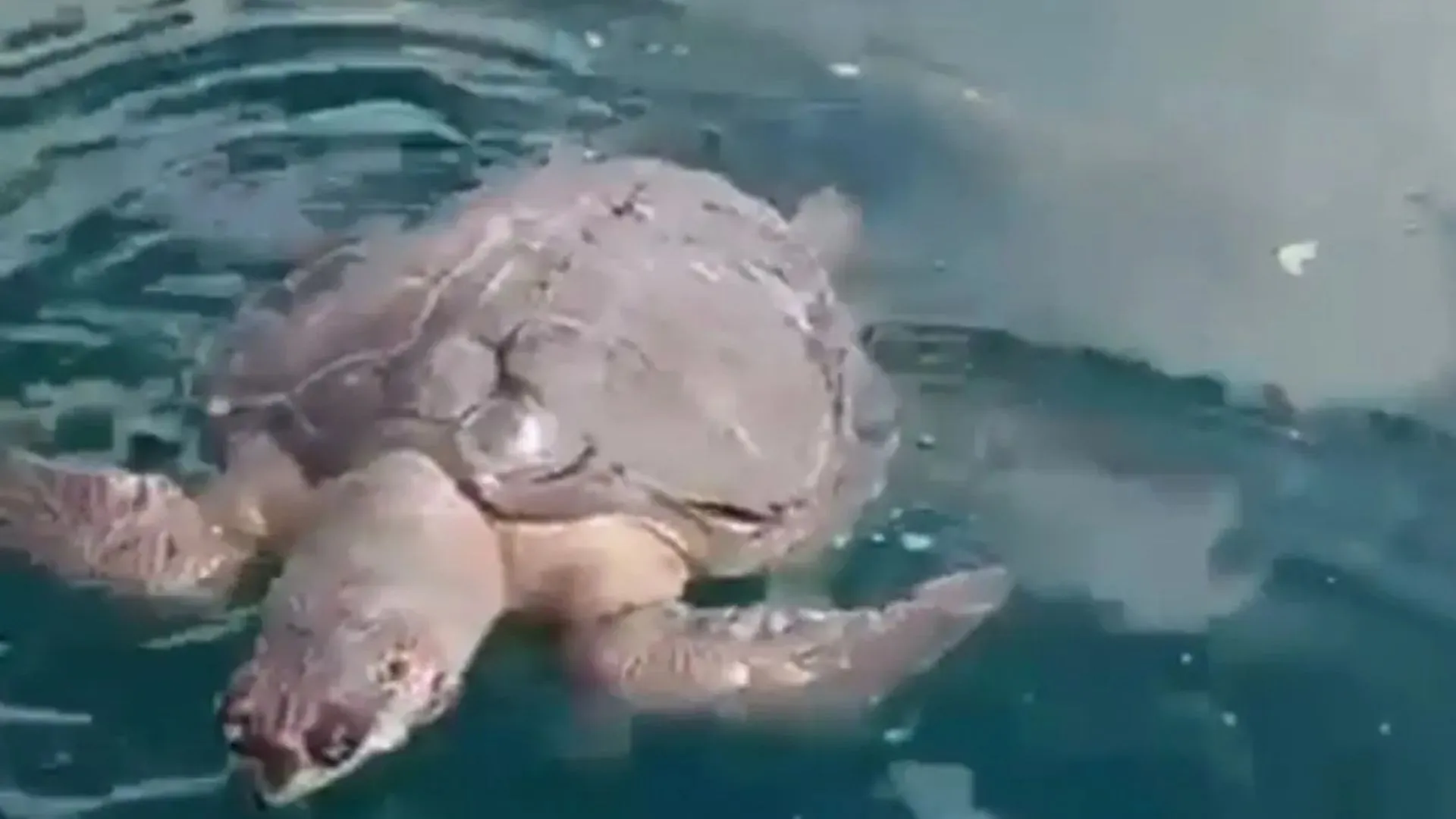 Tartaruga é encontrada morta na praia de São Tomé de Paripe