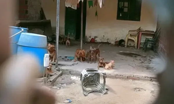 Im&oacute;veis localizados em cinco bairros de Feira de Santana foram alvo de uma a&ccedil;&atilde;o policial ap&oacute;s den&uacute;ncias de maus-tratos a animais. | Foto: Redes Sociais