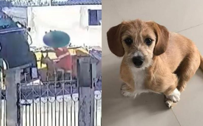 A decis&atilde;o refor&ccedil;a um entendimento cada vez mais presente no Judici&aacute;rio brasileiro, animais possuem valor afetivo e fazem parte das rela&ccedil;&otilde;es familiares/ Foto: Redes Sociais/Reprodu&ccedil;&atilde;o