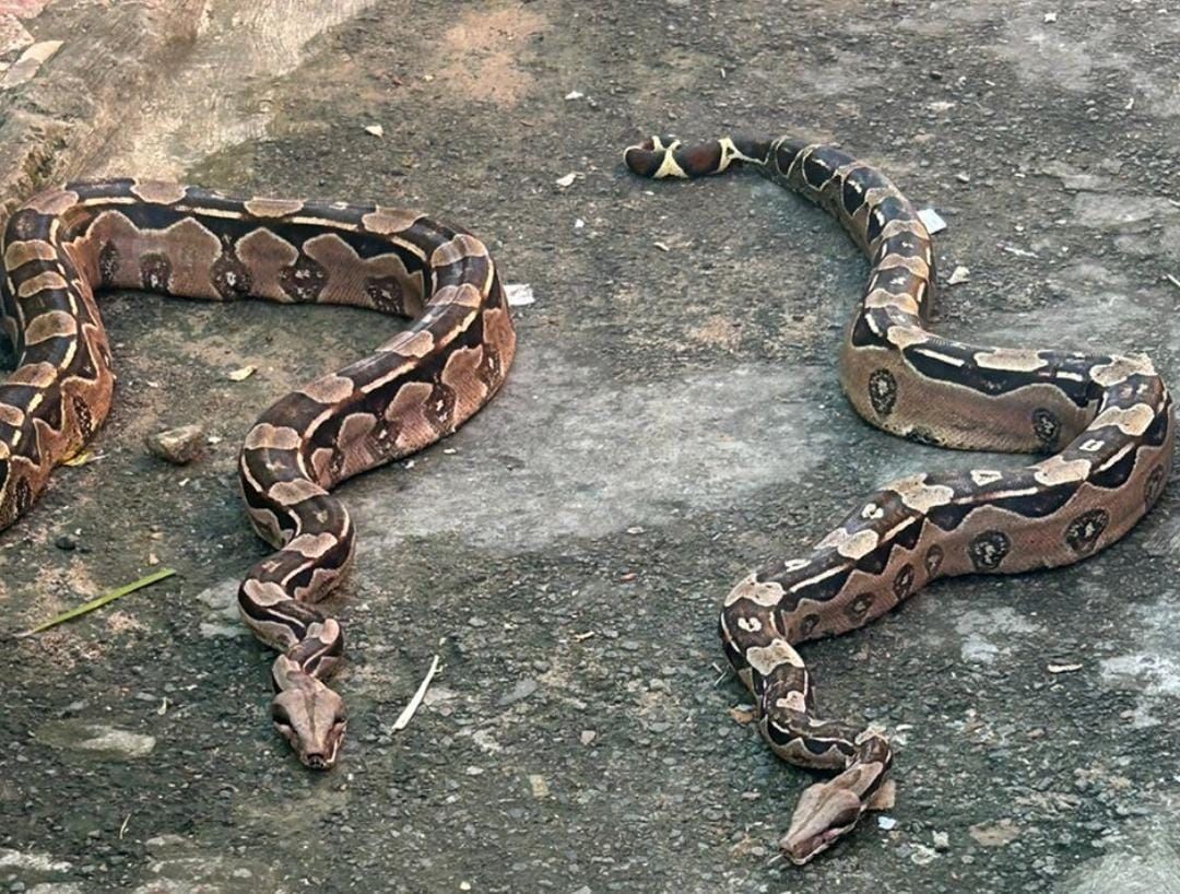 As duas jboias foram encontradas na 2ª Travessa da Jaqueira. Foto: Divulgação | DCS/PMBA