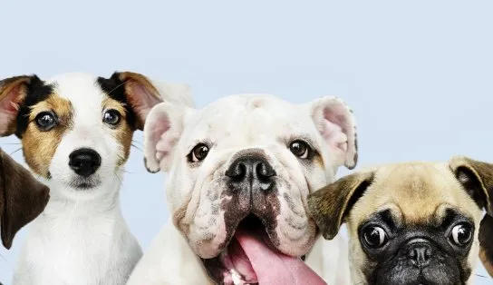 Animais poderão ser vacinados contra raiva de forma gratuita no Shopping Barra; veja datas e horários 