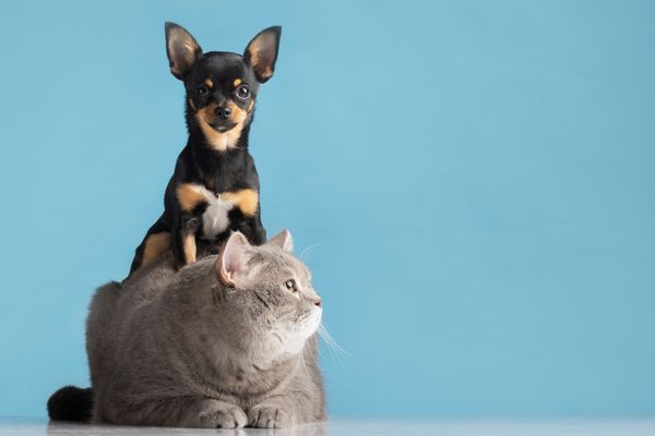 Foto: Ilustrativa/Freepik