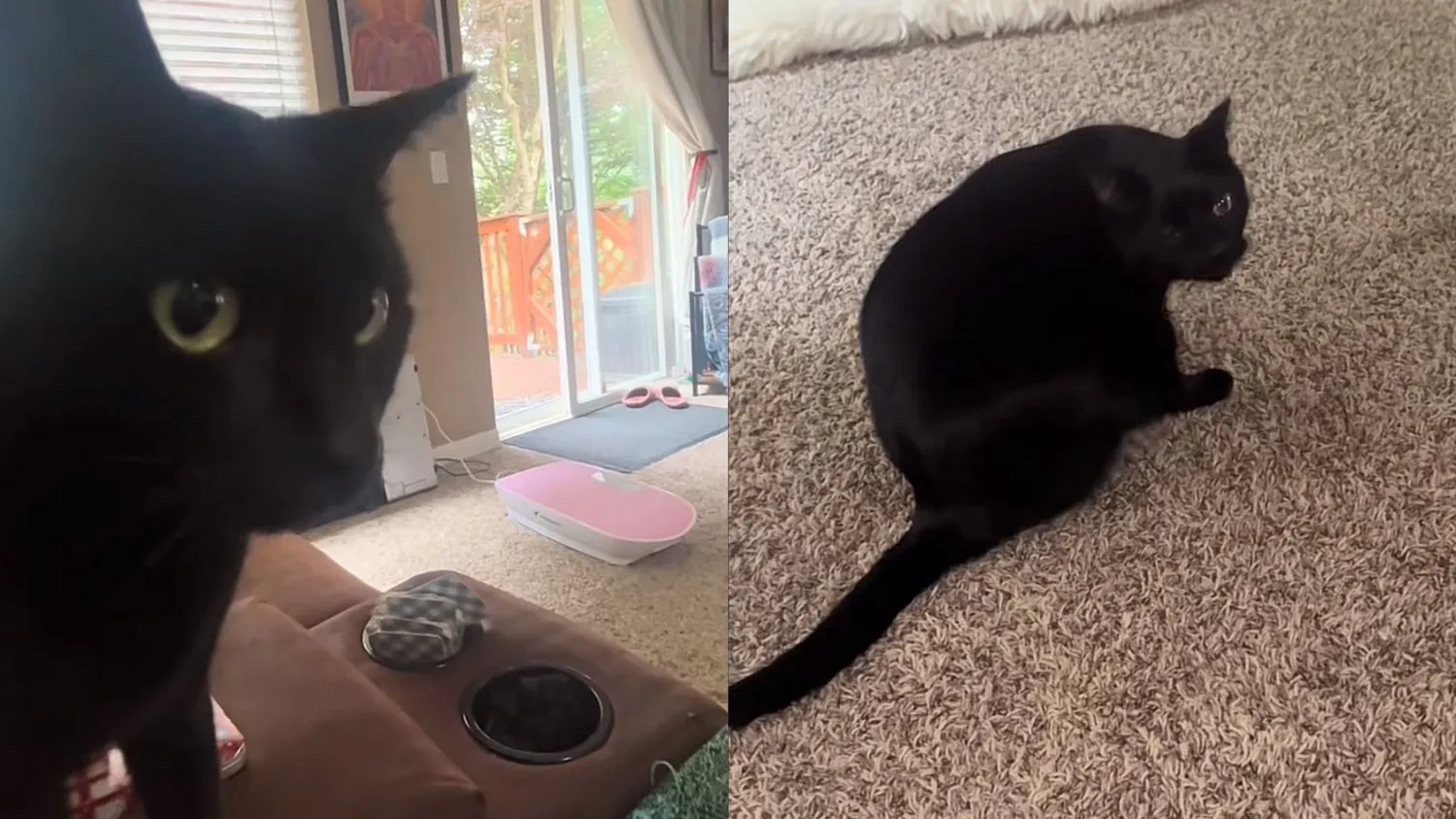 Gato faz sucesso no TikTok ao 'ler' cartas de tarô da tutora; veja vídeo