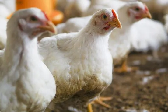 Brasil confirma primeiro caso de gripe aviária em granja comercial
