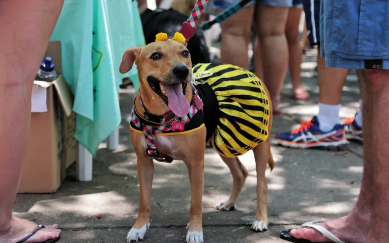Se a ideia for curtir o Carnaval com tranquilidade, deixar o pet em casa com enriquecimento ambiental tamb&eacute;m &eacute; uma forma de cuidado e carinho/Foto: Reprodu&ccedil;&atilde;o&nbsp;