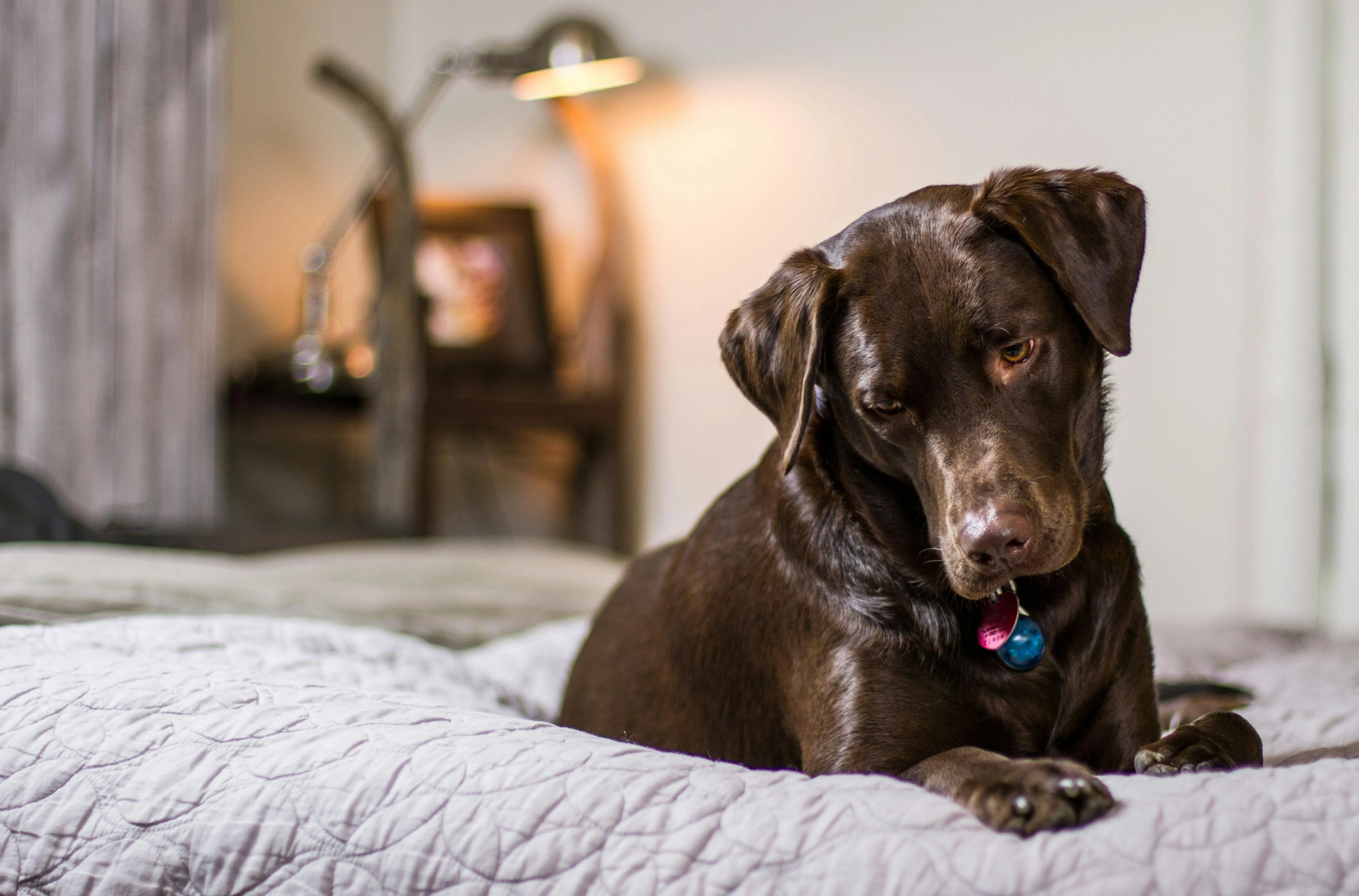 Como tirar cheiro de xixi de cachorro do sofá e outros estofados? Veja dicas