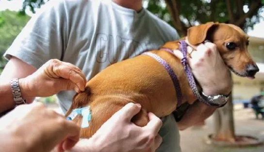 Vacina que protege os doguinhos contra 10 doenças é aplicada gratuitamente em Salvador