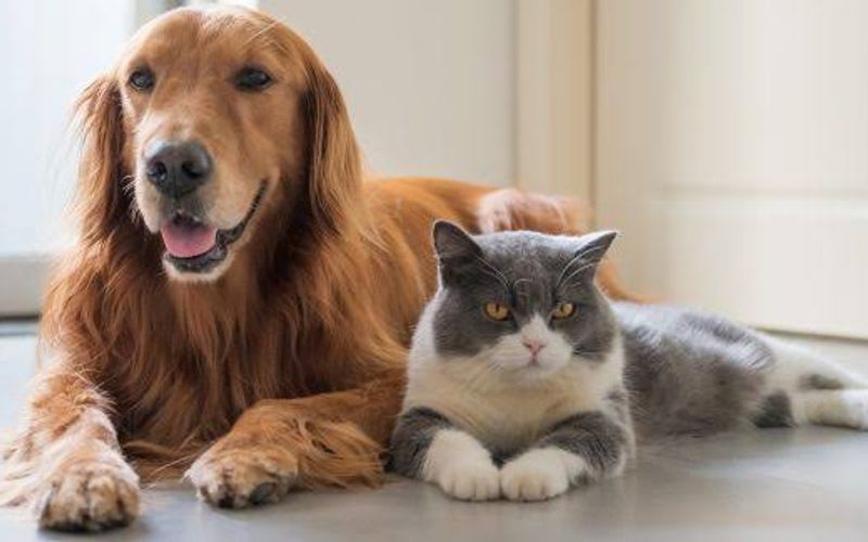 Milhares de animais aguardam uma oportunidade em abrigos brasileiros. Antes de adotar, &eacute; importante avaliar tempo dispon&iacute;vel, espa&ccedil;o e condi&ccedil;&otilde;es financeiras para garantir uma guarda respons&aacute;vel/Foto: Freepik