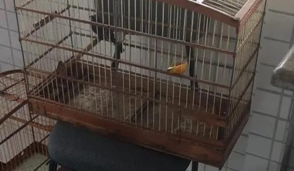  Pássaros silvestres transportados irregularmente são resgatados em Senhor do Bonfim