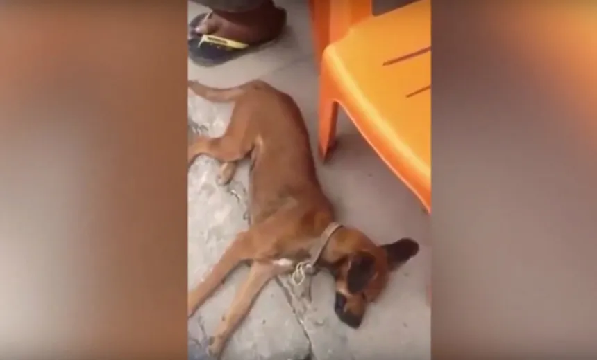 Cachorro cai no choro ao ouvir músicas de Pablo; veja vídeo