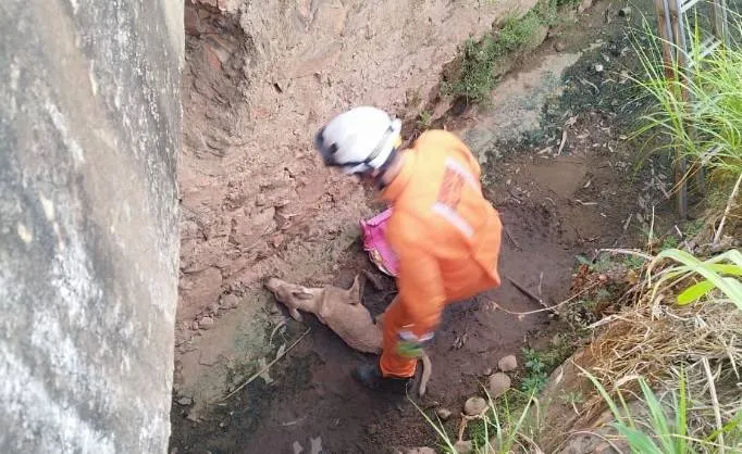 Bombeiros resgatam cachorro de dentro de canal de esgoto na Bahia
