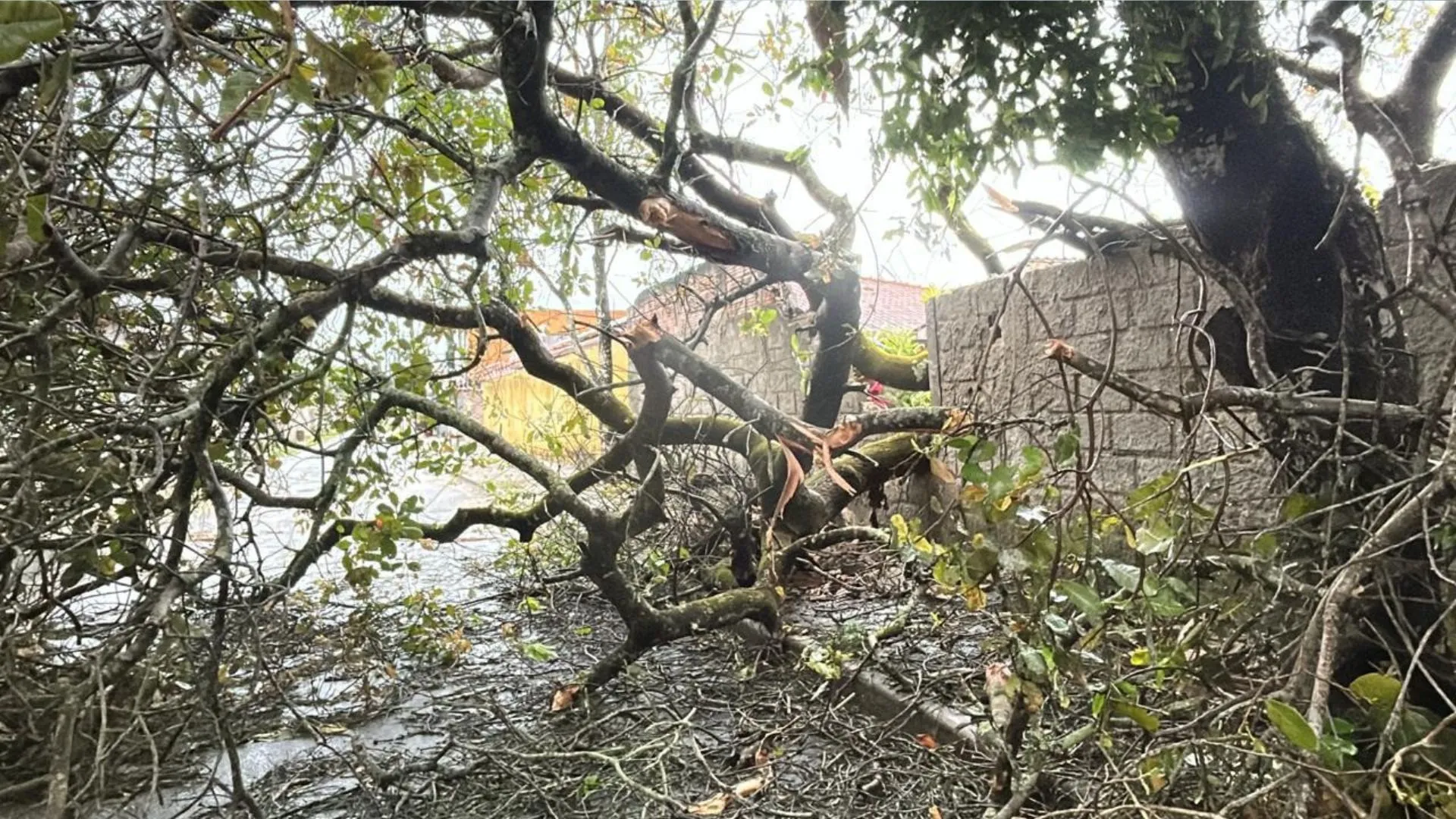 Salvador registra quedas de 12 árvores por ações das chuvas e ventos fortes