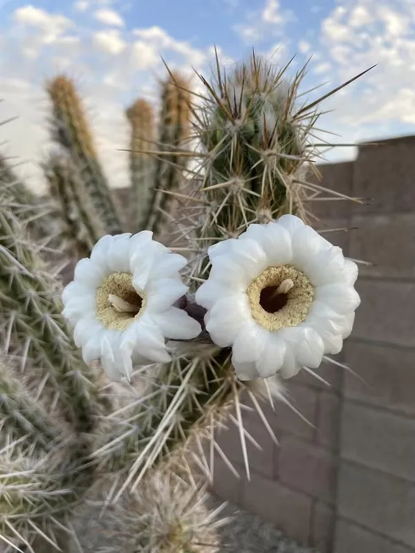 O xique-xique, espécie endêmica do Brasil e presente em grande parte do Nordeste. | Foto: Flickr/brcacti/Creative Commons