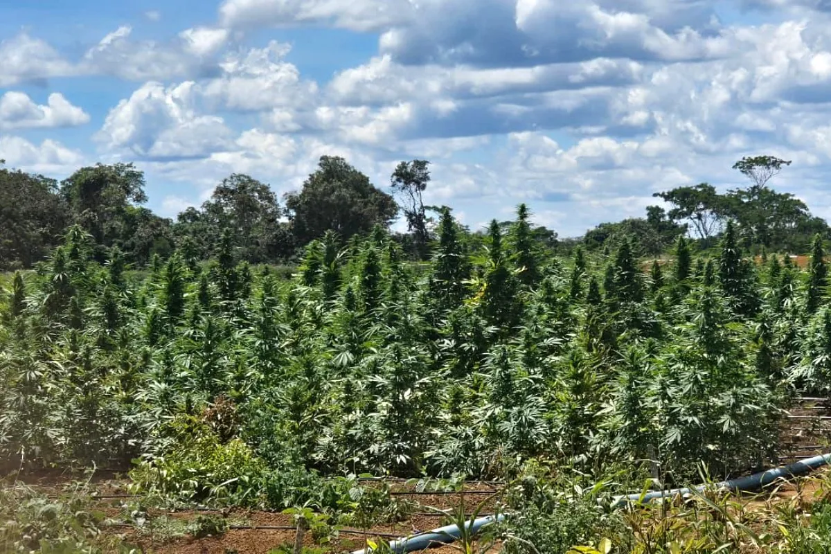 plantação de Maconha 