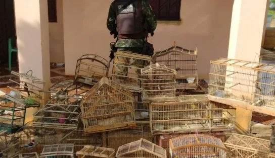 Quase 100 aves silvestres são resgatadas no interior da Bahia e devolvidas ao Meio Ambiente