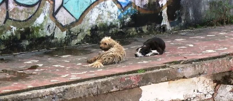 MUNDO CÃO: Moradores da Ribeira reclamam de cachorros abandonados e espaço é batizado de ‘Praça do Rex’