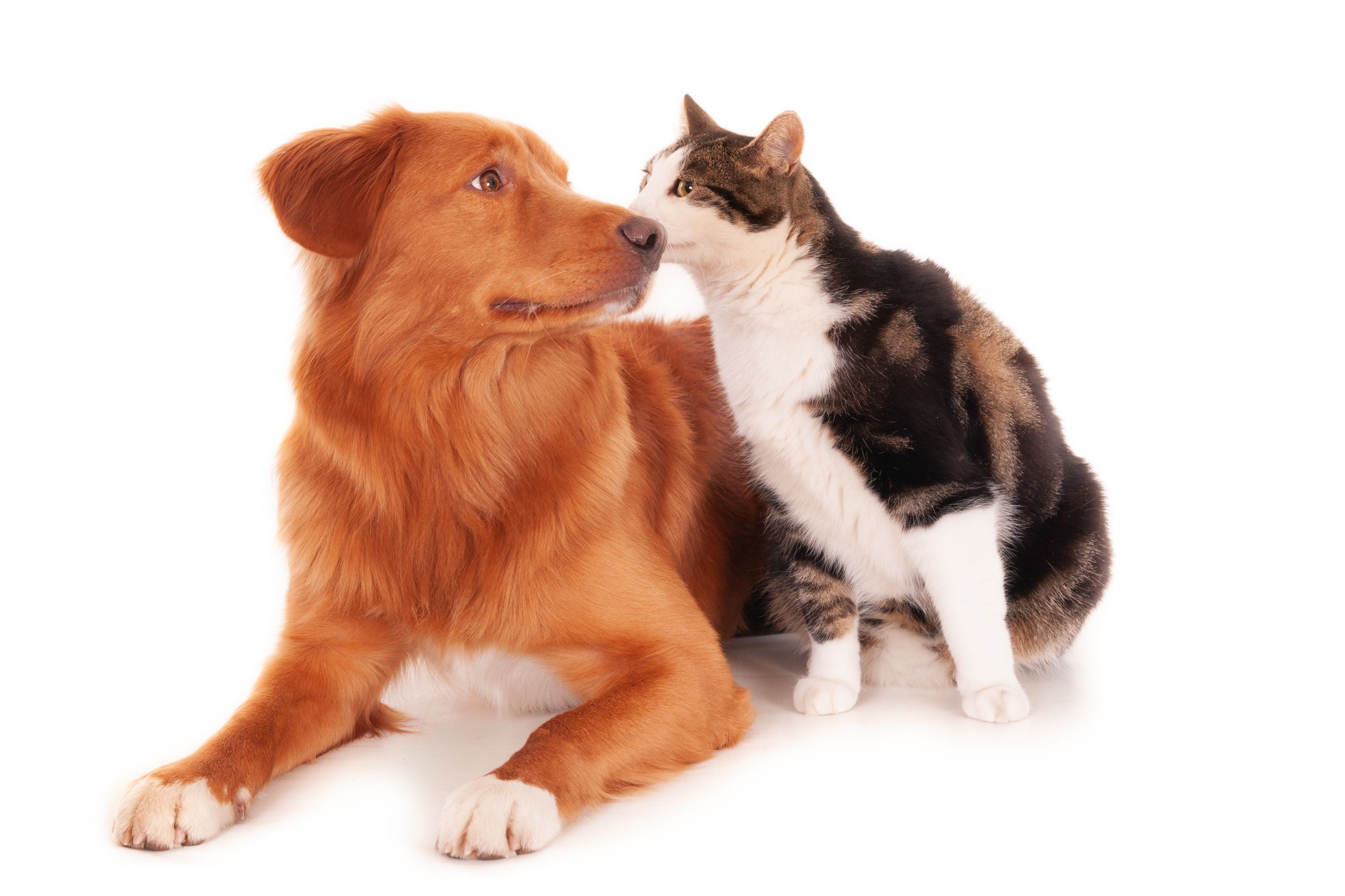 Projeto visa proibir  tatuagens e piercings em cães e gatos. Foto: Freepik