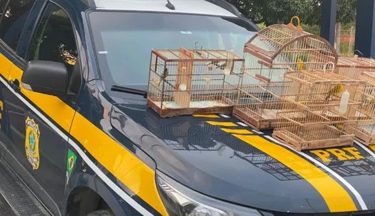 PRF resgata aves silvestres transportadas de forma irregular em veículo, na BR 116