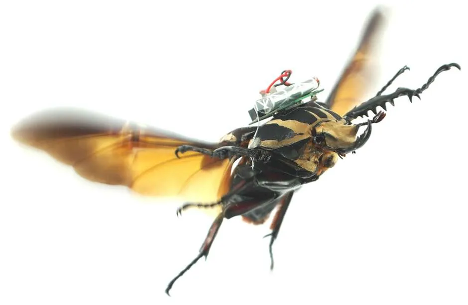 Cientistas fazem teste para transformar besouros em drone