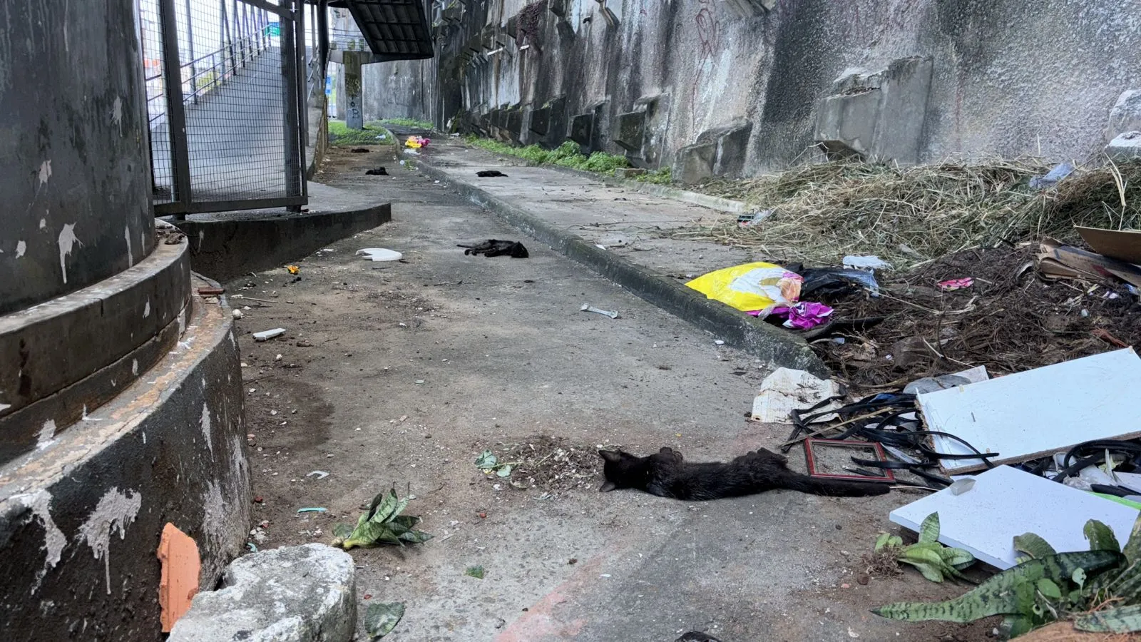 Mistério: sete gatos pretos são encontrados mortos em Salvador