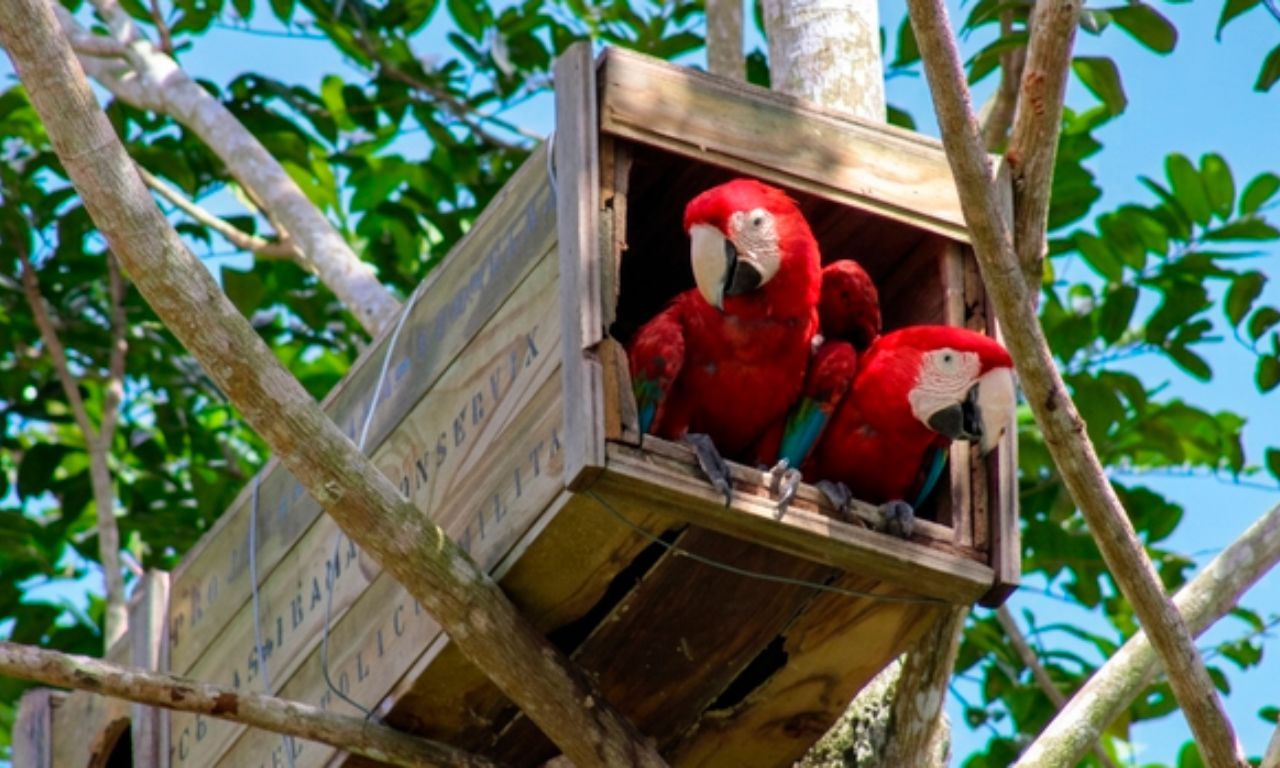 Arara-vermelha volta a se reproduzir. Foto: Cetas Porto Seguro/Ibama 