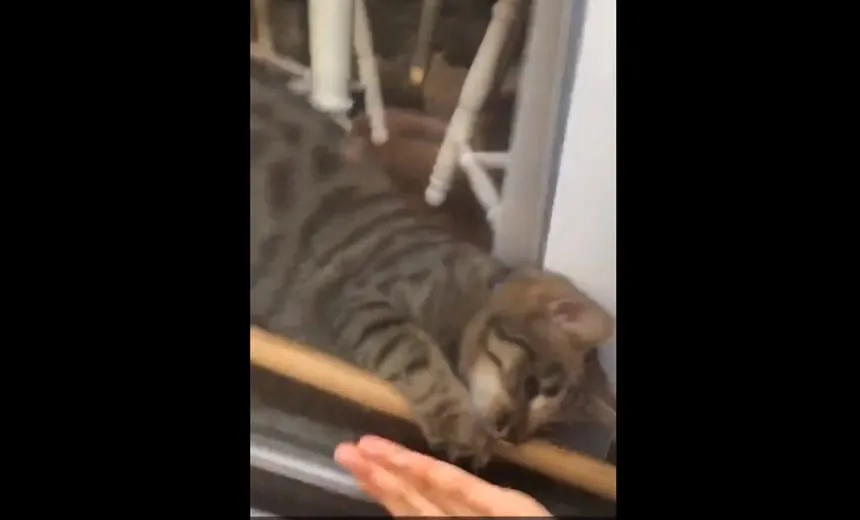Em vídeo, gato destranca porta e “salva” dona que ficou presa fora de casa; assista