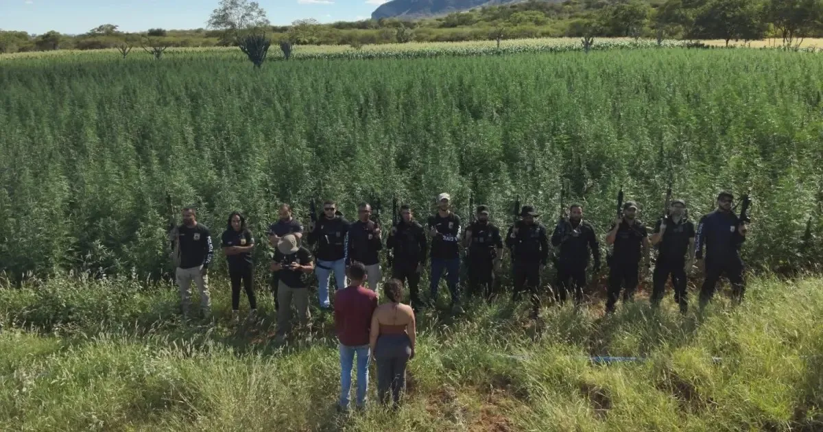 Imagem de Cultivo de maconha