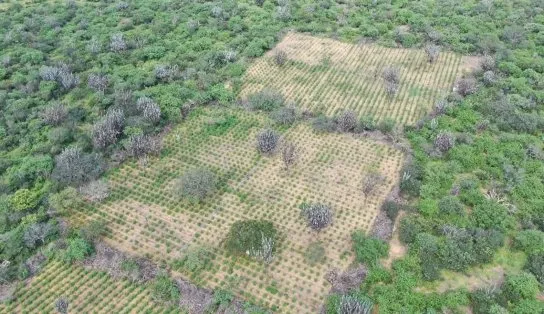 Maconha é agro? Plantação com 32 mil pés é descoberta e queimada em Juazeiro
