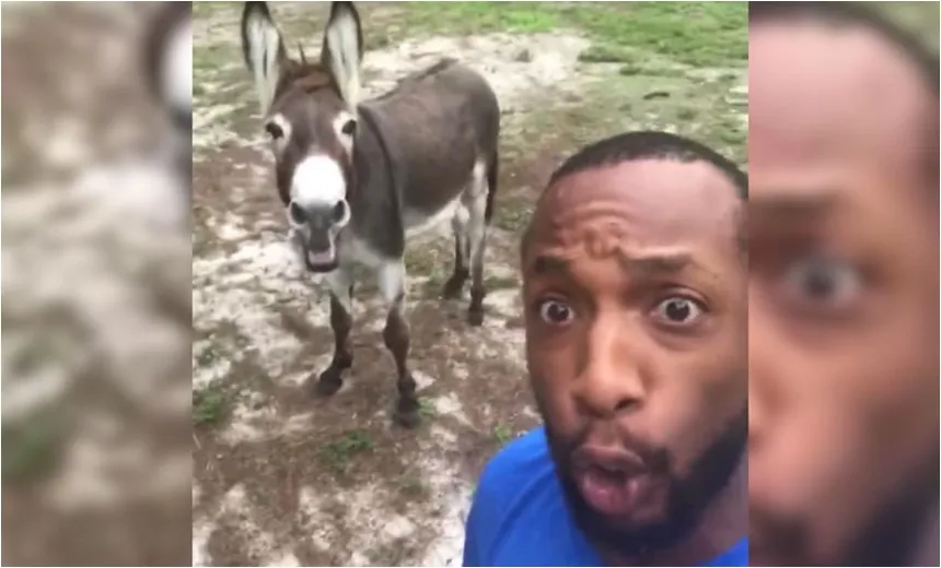 Homem canta música do Rei Leão com um burro e viraliza na web; veja vídeo 