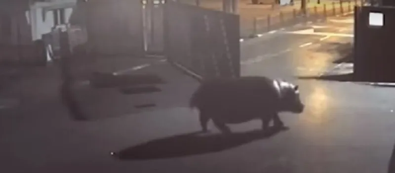 NÃO TÁ FÁCIL: Hipopótamo escapa de zoológico, decepciona-se e volta após 2 minutos de liberdade; Assista