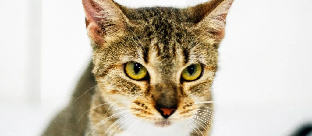 Petshop Online vai fazer doação de ração especial durante Feira de Adoção