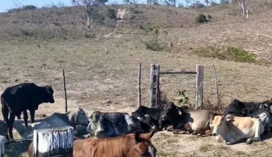 Polícia desmantela grupo suspeito de roubar 38 animais avaliados em R$ 100 mil na Bahia; líder do bando é procurado
