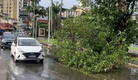 Queda de árvore sobre a pista provoca congestionamento de trânsito na Avenida Centenário, em Salvador