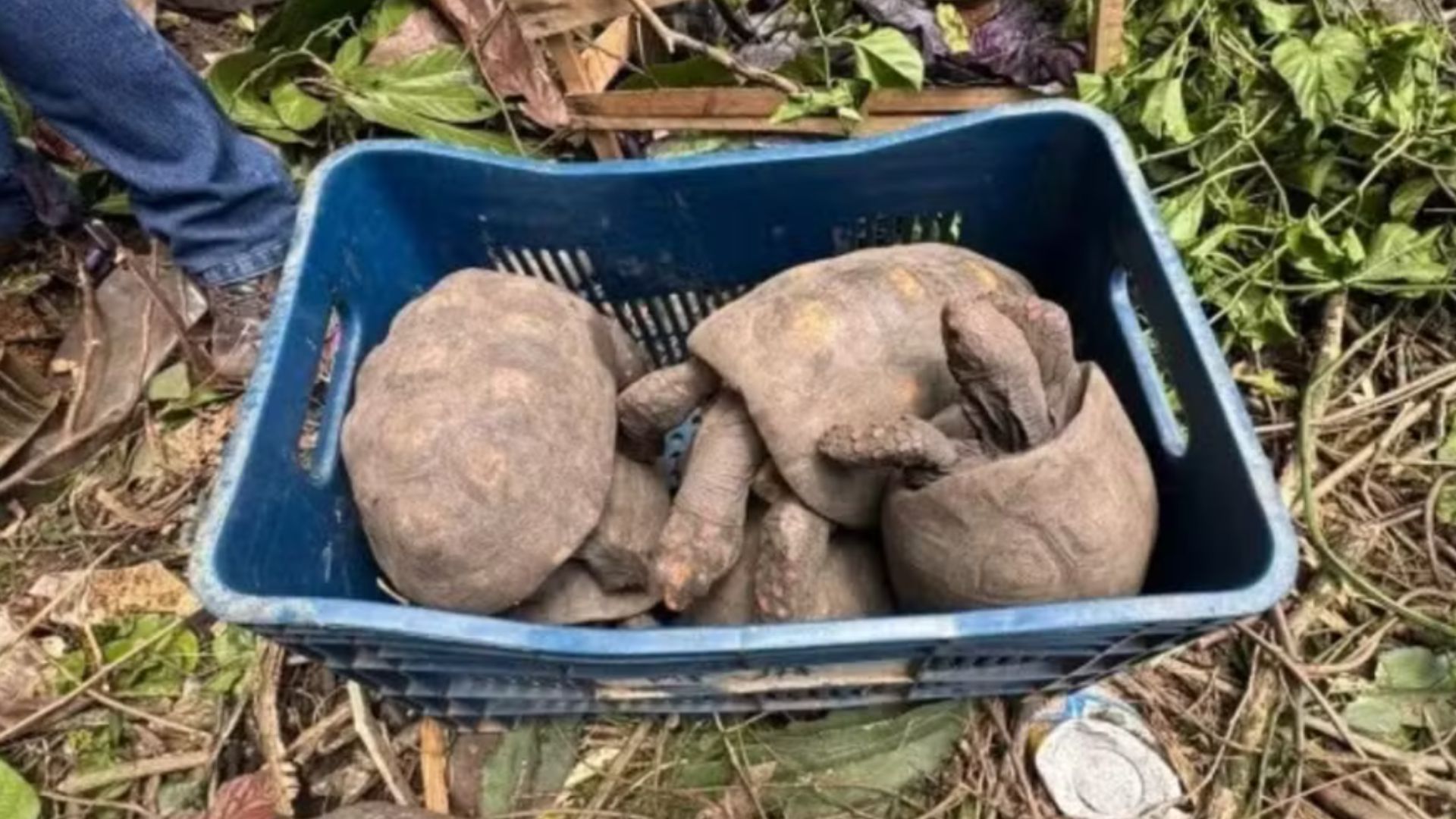 Jabutis resgatados em casa abandonada. Foto: Prefeitura Municipal de Concei&ccedil;&atilde;o do Jacu&iacute;pe